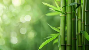 Green bamboo stalks capture nature's tranquility with a serene bokeh background photo