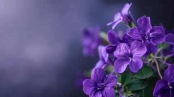 Violeta flores capturar el belleza y elegancia de naturaleza con delicado pétalos y un sereno bokeh antecedentes foto