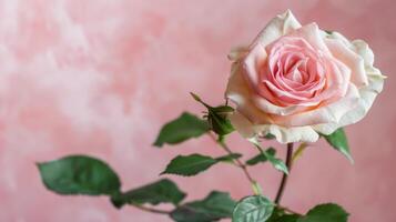 Close-up of a delicate pink rose with a soft romantic bloom and petals photo