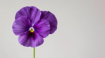 Purple pansy flower in full bloom with vibrant petals and delicate details against a white background photo
