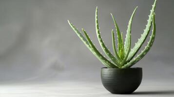 A potted Aloe Vera plant showcasing its vibrant green leaves and natural beauty for home decor and medicinal uses photo