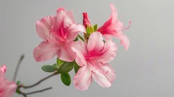Close-up of a vibrant pink Azalea bloom with delicate petals and natural greenery photo