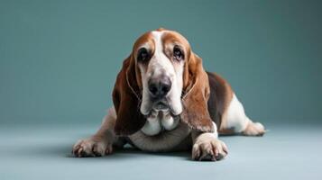 Basset Hound dog with long floppy ears and sad eyes in a close-up studio portrait photo