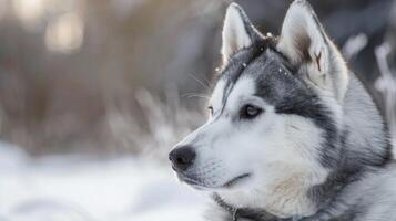 Portrait of an Akita dog in the winter snow with a serene and majestic side view photo