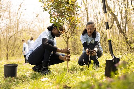 Team of environmentalists digging holes and planting greenery, installing trees in the ground for reforestation. People doing voluntary work to support conservation project, save the planet. photo
