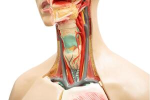 cuello y garganta humano modelo anatomía para médico formación curso, enseñando medicina educación aislado en blanco antecedentes con recorte camino. foto