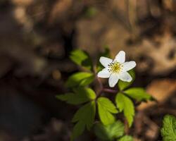 Close up shot of the fresh spring flowers. Nature photo