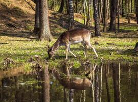 Disparo de el ciervo en el bosque. fauna silvestre foto