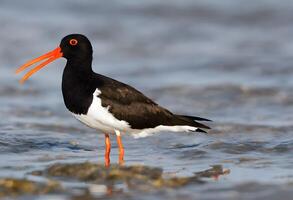 A close up of an Oystercatcher photo