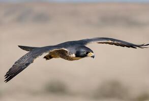 un cerca arriba de un halcón peregrino halcón en vuelo foto