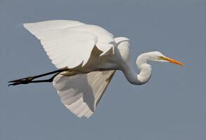 A view of a Great White Egret photo