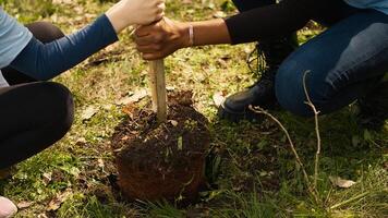 niño y su amigo son plantando un pequeño árbol en el bosque, contribuyendo a fauna silvestre y naturaleza preservación. joven niña haciendo voluntario trabajo con adolescente, ambiental educación. cámara una. foto