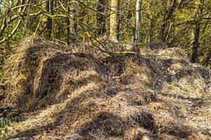 Landscape shot of the forest. Wooden logs. Texture photo