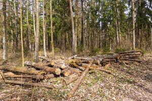 Landscape shot of the forest.Wooden logs, Nature photo