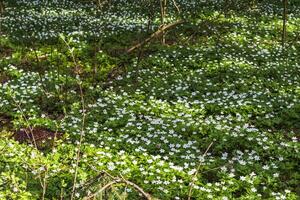 Close up shot of the fresh spring flowers. Nature photo