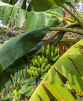 Shot of the green Cuban bananas. Plants photo