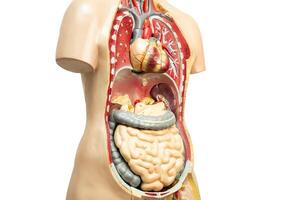 Human kidney model anatomy isolated on white background with clipping path for medical training course, teaching medicine education. photo