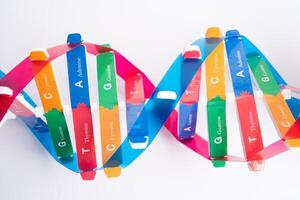 DNA or Deoxyribonucleic acid is a double helix chains structure formed by base pairs attached to a sugar phosphate backbone. photo