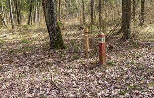 Red pole in the forest marking borders of the territory. Concept photo