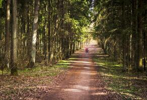 Landscape shot of the forest. Nature photo