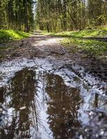 Trees of the forest reflected in the puddle. Texture photo