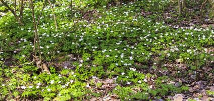 Close up shot of the fresh spring flowers. Nature photo