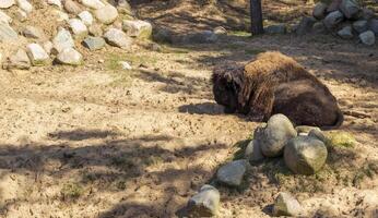 Close up shot of the bison. Animals photo