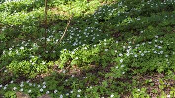 Close up shot of the fresh spring flowers. Nature photo