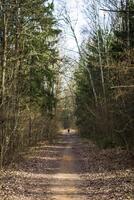 Landscape shot of the forest. Nature photo