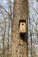 Concept shot of the wooden birdhouse. Outdoors photo