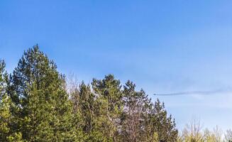 Military supersonic jet flies over the forest. Industry photo