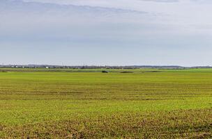 Shot of the agricultural field. Farm photo