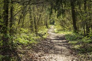 Landscape shot of the forest. Nature photo