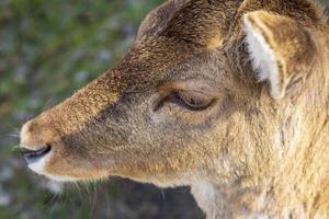 Shot of the deer in the forest. Wildlife photo