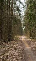 Landscape shot of the forest. Nature photo