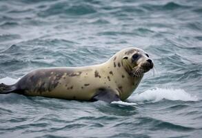 A view of a Grey Seal in the water photo