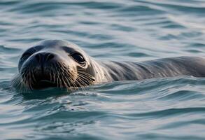 A view of a Grey Seal in the water photo