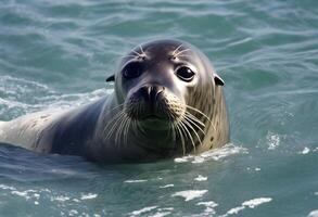 A view of a Grey Seal in the water photo