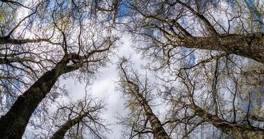 tid upphöra av bar kronor och klumpig grenar av enorm ek träd växande i blå himmel i solig dag med moln video