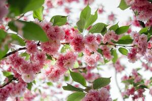 Selective focus of beautiful branches of pink Cherry blossoms on the tree. Beautiful Sakura flowers during spring season in the park, Flora pattern texture, Nature floral background photo