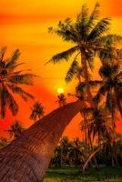 Silhouette coconut palm trees on garden at sunset. Vintage tone. photo