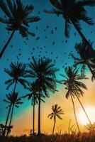 Silhouette coconut palm trees on beach at sunset. Vintage tone. photo