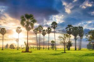 Sugar palm tree and green paddy rice plantation field at sunrise. photo