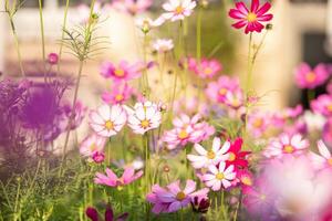 Cosmos flowers in the garden with sunlight. Vintage tone photo