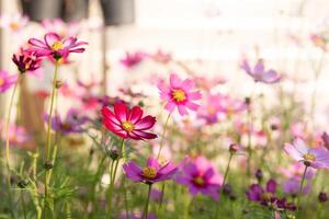 Cosmos flowers in the garden with sunlight. Vintage tone photo