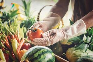 Farmer standing in the farm and selecting vegetables for sale. Selective focus photo