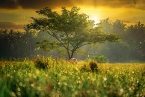 Beautiful green big tree on grass with fog at sunrise in the morning. photo