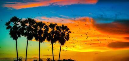 silueta Coco palma arboles y aves en playa a puesta de sol. Clásico tono. foto