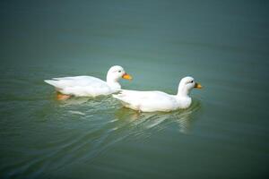 White duck swimming on a still calm lake at sunset photo