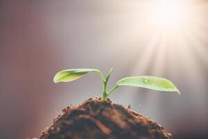 Growing young plants with sunlight. Selective focus. Sustainable agriculture and plant growth concept photo